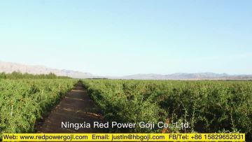 goji products company