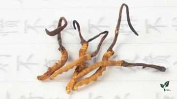 Cordyceps militaris oligopeptide