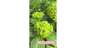 Fresh Cut Green Hydrangea Bulk Wholesale Natural Big Size Hydrangea for Wedding Decoration