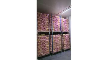 stock garlic 1