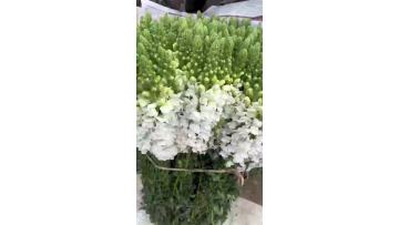Wholesale Fresh White Snapdragon Flowers Premium Cut Flowers for Wedding and Event