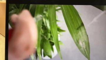 wetting agent