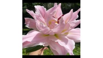 Goddess Double Petal oriental lily