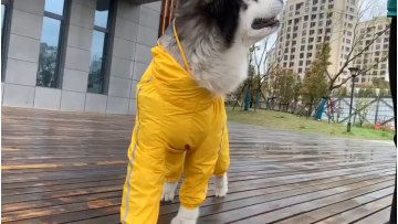 pet clothing design software
