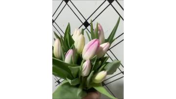 Fresh cut Tulip Dynasty
