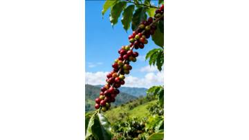 Bountiful Robusta