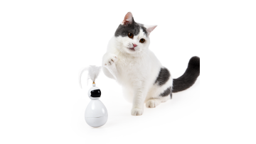 Pet interactive toys