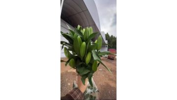 Yellow Oriental Lily
