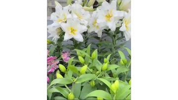 Blizzard Oriental lily