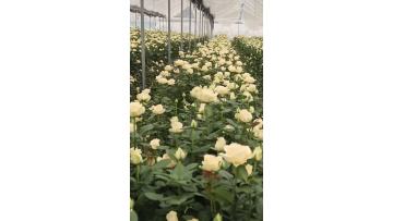 High Quality Champagne Roses