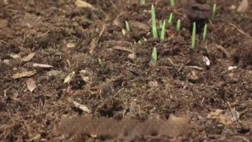 ORGANIC FERTILIZERS