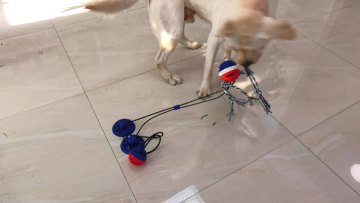 tug of war toys double suction plate and ball for dog