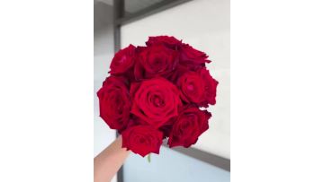 Admiration Rose of Wedding Red Roses