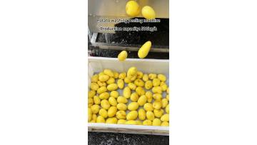 Potato washing peeling machine peeling machinery