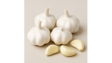 high quality organic garlic