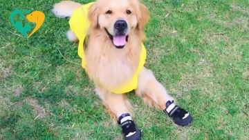dog shoes amazon