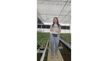 grow bag