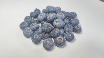 Vacuum Freeze Drying Machine for Blueberries