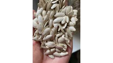 Pimpkin Seeds