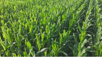 HXSZ-8H Corn Detasseling Machine