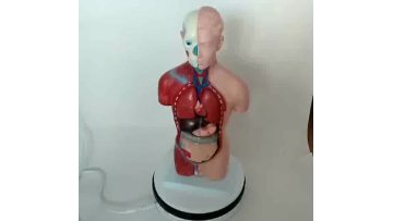 torso