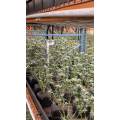 480W Grow Light Bars For Tomatoes Growing