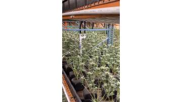 Best selling LED grow light bar 600W greenhouse