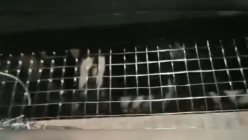 Hot Dip Galvanized GAW Wire Mesh  Welded Wire Mesh For Bird Cage and Construction1