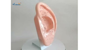 Ear Acupuncture 