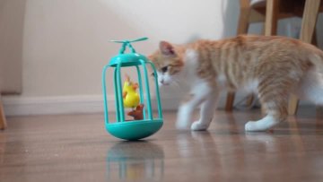 Squeaky kitty toy for cat