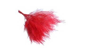 Hot Selling Dried & Preserved Flowers for Decorations - Tiki Fern & Broom Grass1