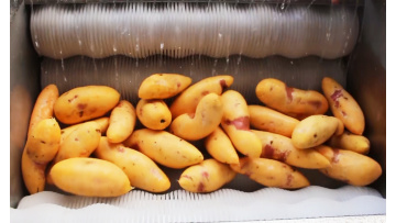 ST-QP800 Sweet potato washing and peeling machine