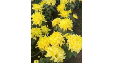 Standard Yellow chrysanthemum