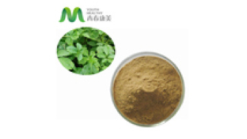 High Quality Gynostemma Pentaphyllum Extract 98% Gynostemma Saponins1