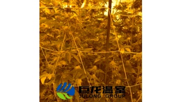 Chinese Turnkey Agricultural Hydroponic Vertical System Hemp Container Greenhouse1