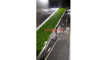 IQF beans production line