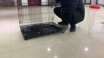 Wholesale Black Metal Pet Cat Crate  Large Folding Pet Cat Cage1