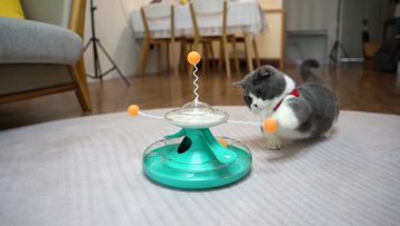happy turntable toys for cats