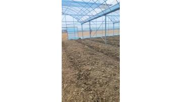 Multi-span film greenhouse for  seed cultivation