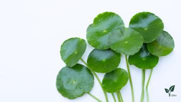 Centella Asiatica Extract
