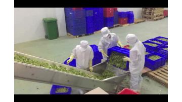 Full production line for green beans