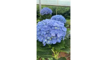 Fresh Cut Hydrangea Light Blue Bulk Natural Preserved Hydrangea for Event Arrangements