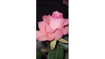 Diana Rose Harvest Pink Rose Warehouse