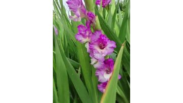 Fresh Cut Flowers Juliet Gladiolus for Wedding Event Decoration