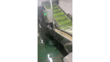 IQF Green Beans Production Line