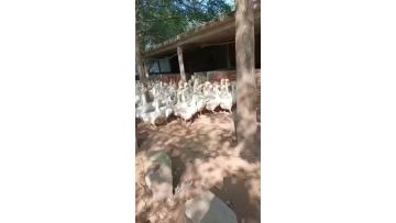 our farm for my goose