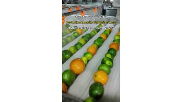 Fruit washing machine Citrus washing machine