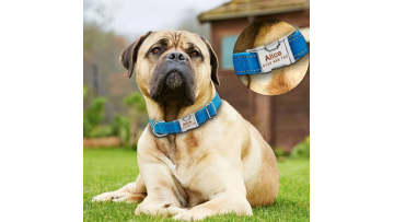 dog collar nylon