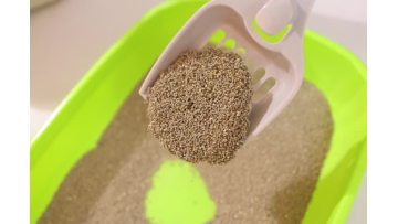 Rose Scented Activated Charcoal Bentonite Cat Litter