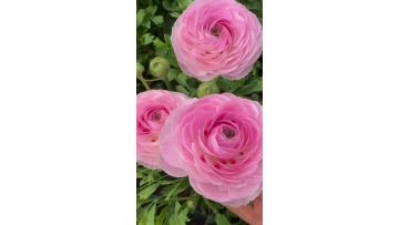 Fresh Cut Pink Ranunculus Flowers Premium Blush Pink Cloni Ranunculus for Wedding Bouquet